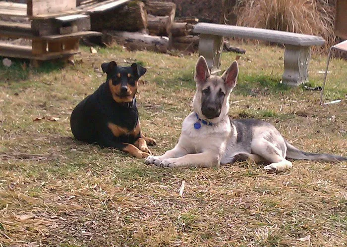 Advantage Veterinary Center Picture 6