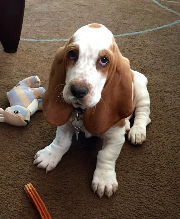 Advantage Veterinary Center Picture 10