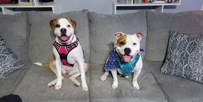 Advantage Veterinary Center Picture 9