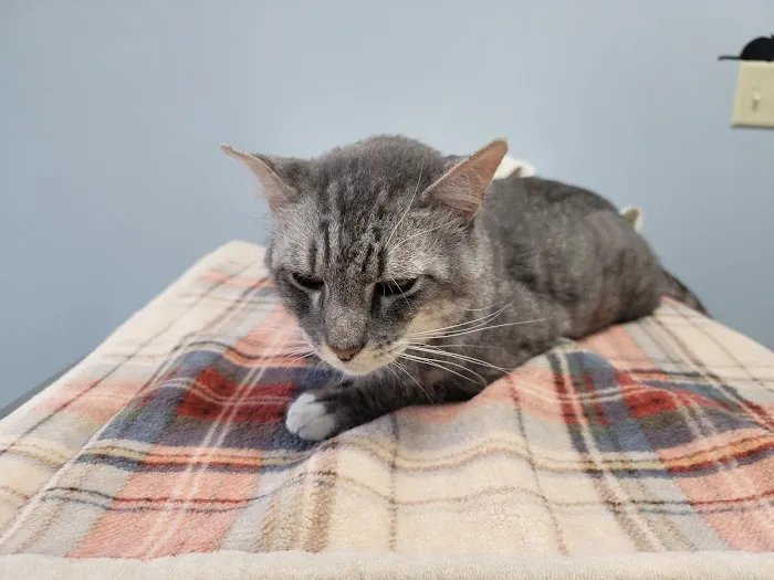 Animal Emergency Clinic Picture 4