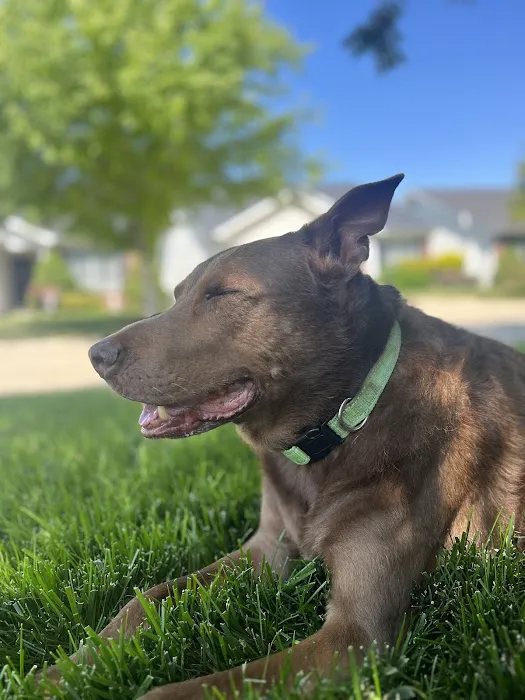 Animal Emergency Clinic Picture 2