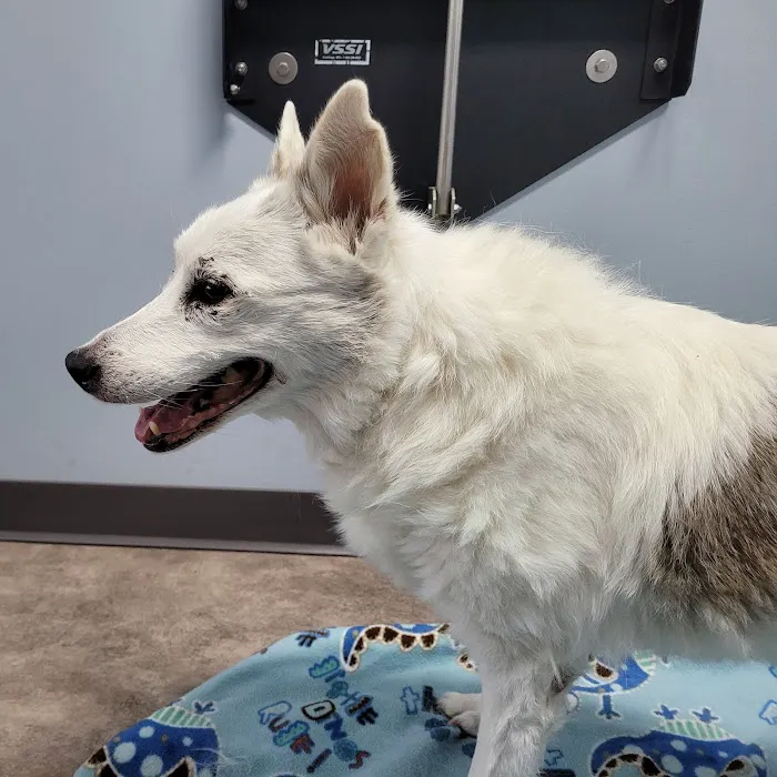 Animal Emergency Clinic Picture 5