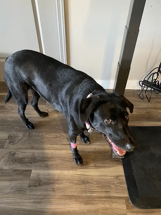 Animal Emergency Clinic Picture 3