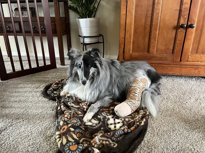 Animal Emergency Clinic Picture 1