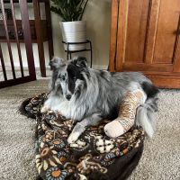 Animal Emergency Clinic ico