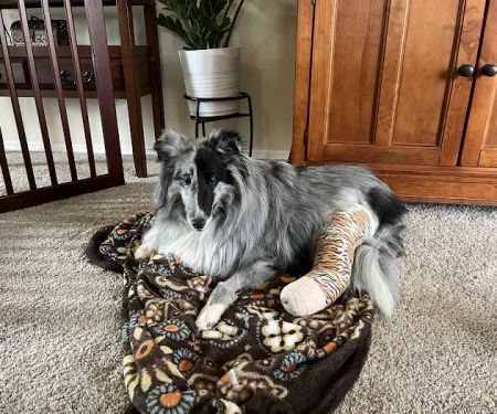 Animal Emergency Clinic