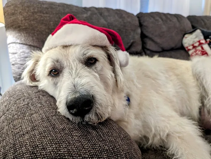 Animal Emergency Clinic Picture 8