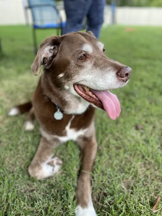 Animal Emergency Clinic Picture 6