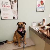 Bryan Road Animal Hospital ico