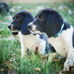 North Main Animal Hospital