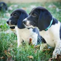 North Main Animal Hospital ico