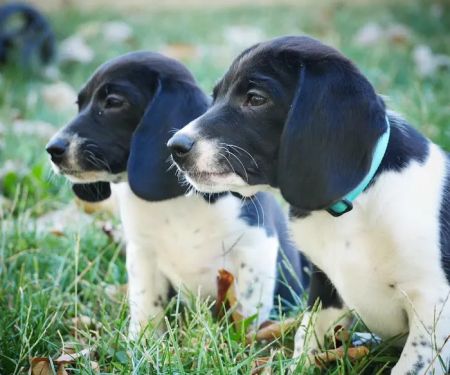 North Main Animal Hospital