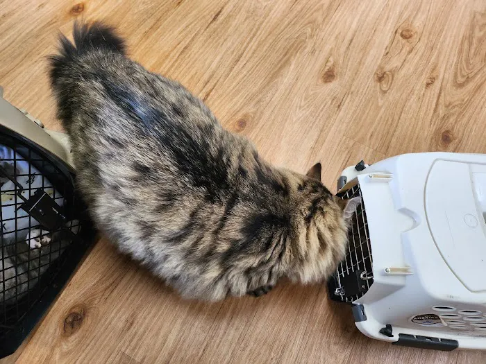 North Main Animal Hospital Picture 6