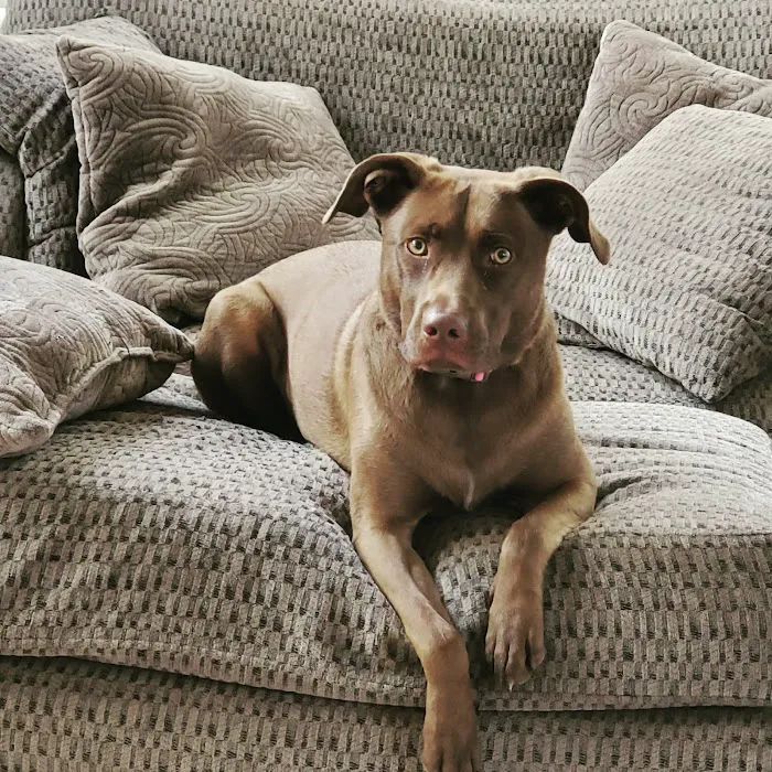 North Main Animal Hospital Picture 5