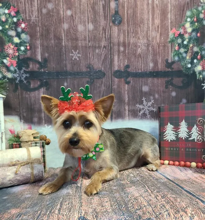 North Main Animal Hospital Picture 7