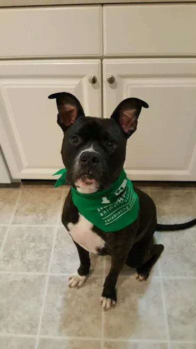 North Main Animal Hospital Picture 9