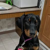 Centralia Veterinary Clinic ico