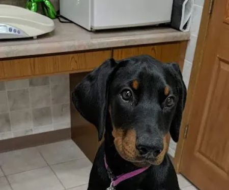 Centralia Veterinary Clinic