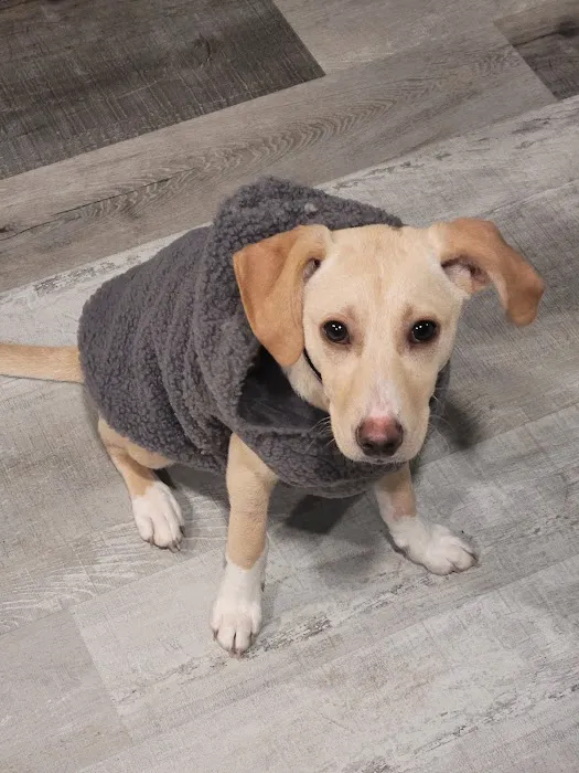 Centralia Veterinary Clinic Picture 3