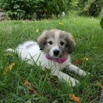 Companion Animal Hospital- Vet Clinic Montgomery City MO