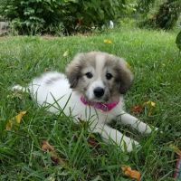 Companion Animal Hospital- Vet Clinic Montgomery City MO ico