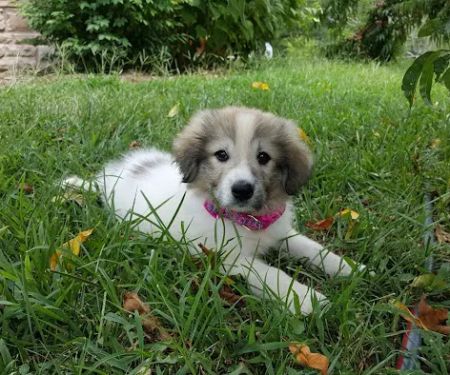 Companion Animal Hospital- Vet Clinic Montgomery City MO