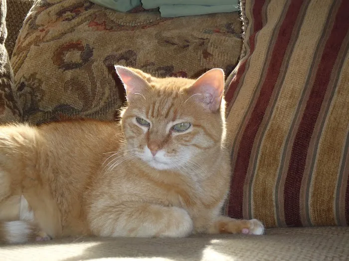 Companion Animal Hospital- Vet Clinic Montgomery City MO Picture 2