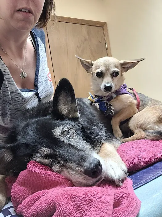 Companion Animal Hospital- Vet Clinic Montgomery City MO Picture 4