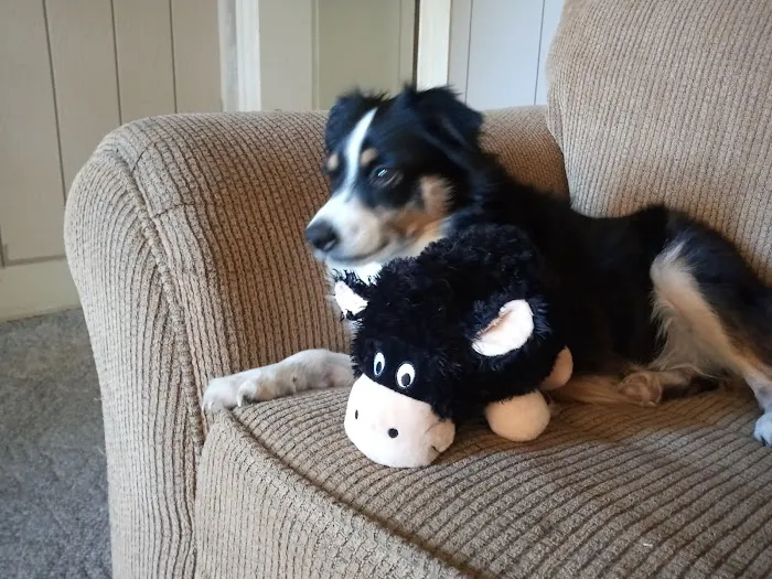 Companion Animal Hospital- Vet Clinic Montgomery City MO Picture 3