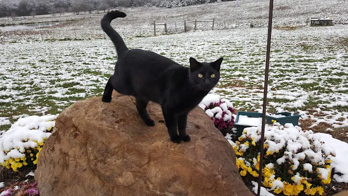 Companion Animal Hospital- Vet Clinic Montgomery City MO Picture 10