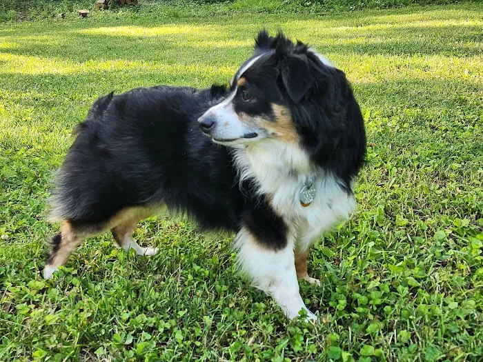 Hometown Veterinary Clinic Picture 3