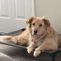 Hometown Veterinary Clinic ico