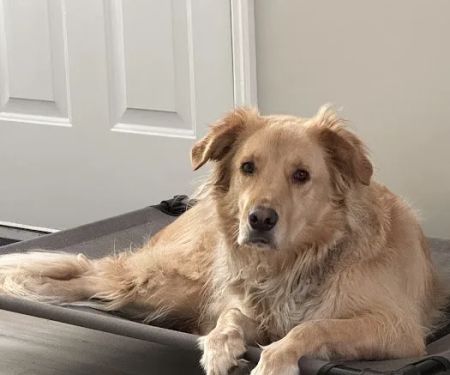 Hometown Veterinary Clinic