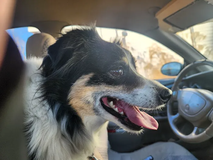 Hometown Veterinary Clinic Picture 4