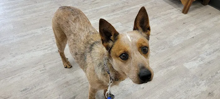 East Brook Animal Clinic Picture 2