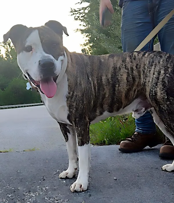 East Brook Animal Clinic Picture 6