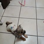 East Brook Animal Clinic