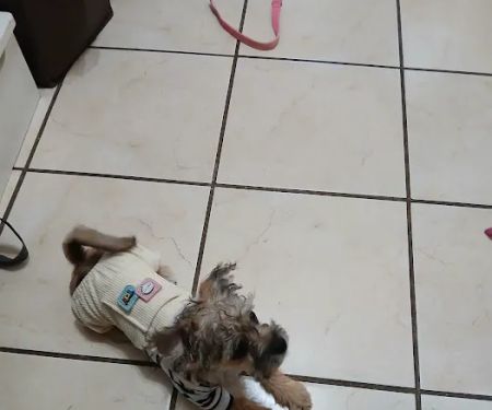 East Brook Animal Clinic