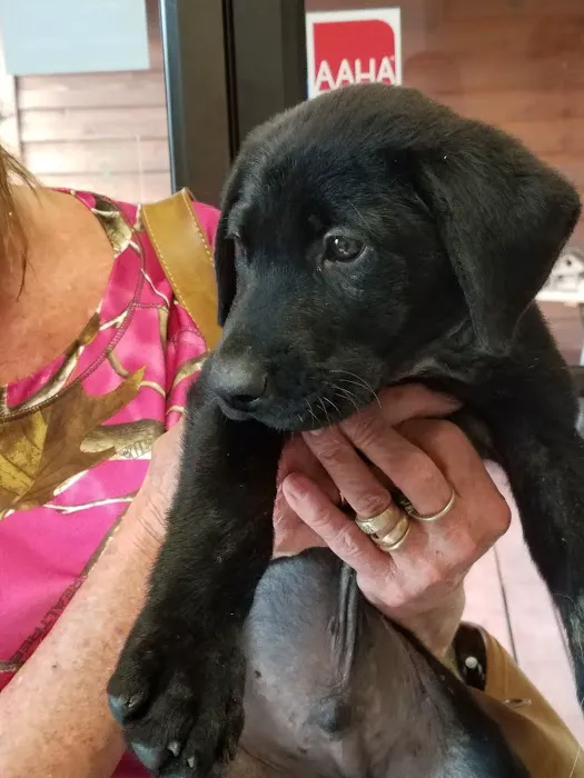 East Brook Animal Clinic Picture 4