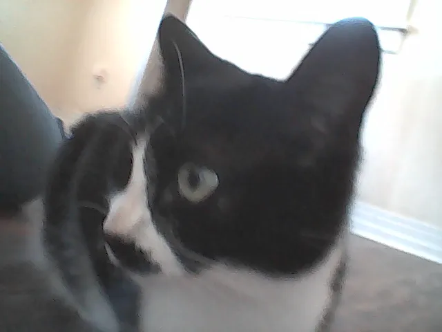 McEwen Animal Clinic Picture 1