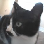 McEwen Animal Clinic