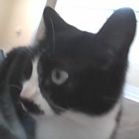 McEwen Animal Clinic ico