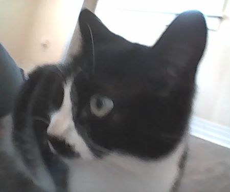 McEwen Animal Clinic