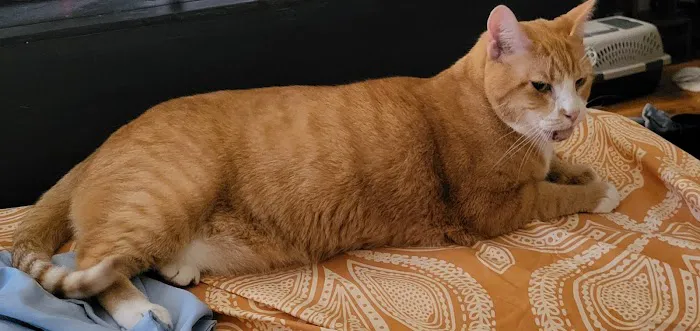 McEwen Animal Clinic Picture 4