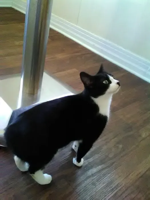 McEwen Animal Clinic Picture 2