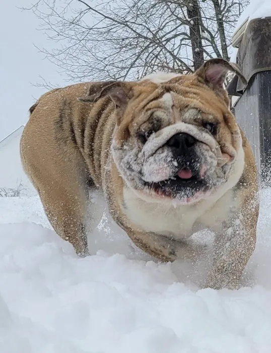 McEwen Animal Clinic Picture 8