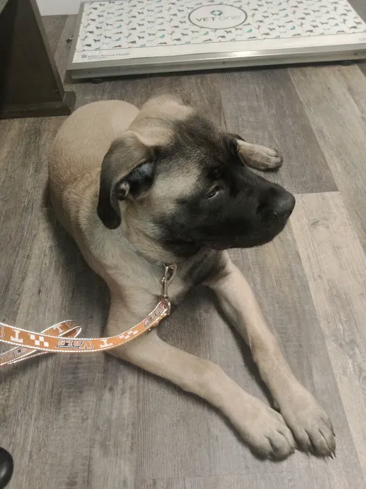 McEwen Animal Clinic Picture 9