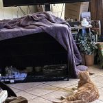 Houston County Animal Clinic