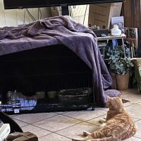 Houston County Animal Clinic ico