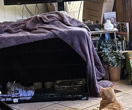 Houston County Animal Clinic